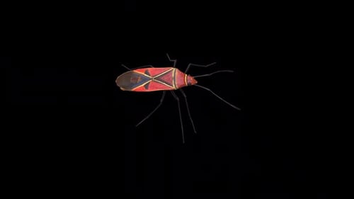 Realistic 3D Animated Boxelder Bug Walking Seamless Loop