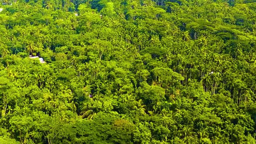 Aerial Panoramic View Over Tropical Rainforest In Summer - Drone Shot