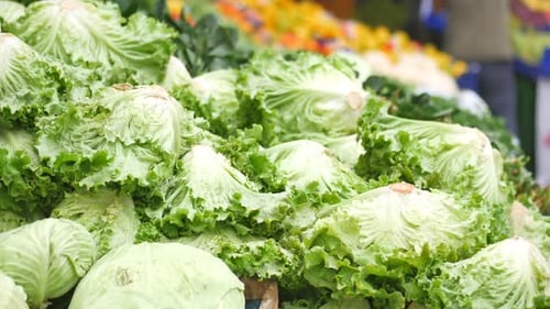 Green Lettuce Leaves Selling on a Market