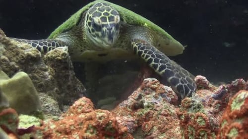 Hawksbill turtle eating 7