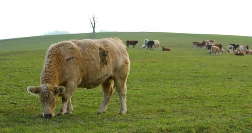 Grazing cow on the hill during sunny autumn day close-up view.