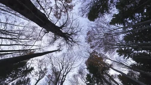 Moody Forest
