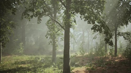 Panoramic View of the Majestic Evergreen Forest in a Morning Fog