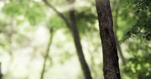 Sunlight Filters Through the Forest Trees Creating a Serene Atmosphere