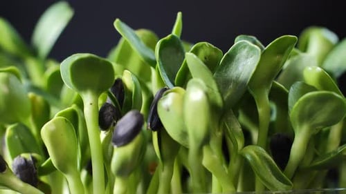 Green Sprouts and Seeds Growing Close Up