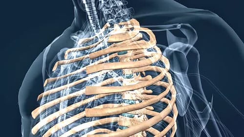 Anatomie des côtes humaines