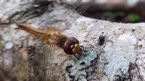 Close up of a dragonfly on a tree trunk moving its front legs