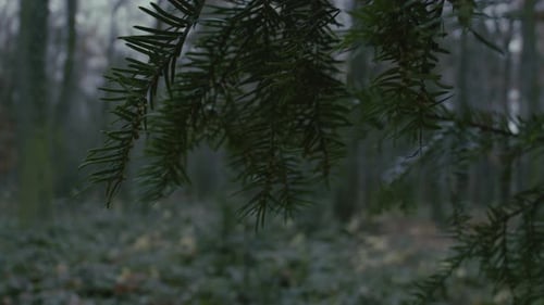 close up of pine tree with defocused leaf at park forest