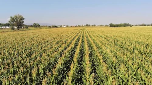 Aerial View of Rows of Corn in Field