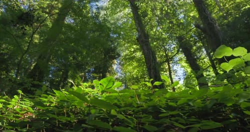 Bottom View From Ground Lush Greenery On Foliar Forest Summer Sunny Day Beautiful Landscape Green