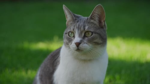 Stray Cat in the Garden