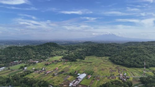 Imogiri agriculture in rice fields Yogyakarta