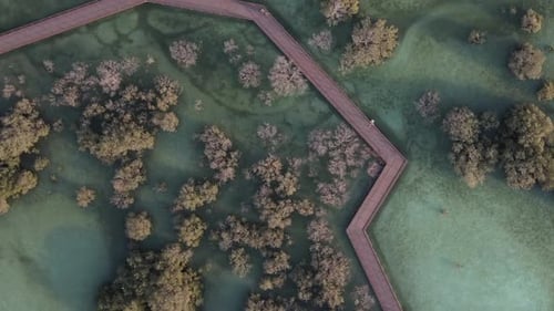 Unique Ecosystem in Abu Dhabi Aerial View of Mangroves Along the Coastline