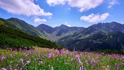 Pink flowers on mountain meadow under alpine mountains in summer time