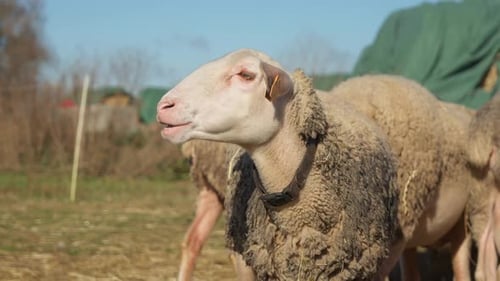 La brebis Lacaune, une laiterie française de race pure, régurgite et commence à mâcher du lait caillé.