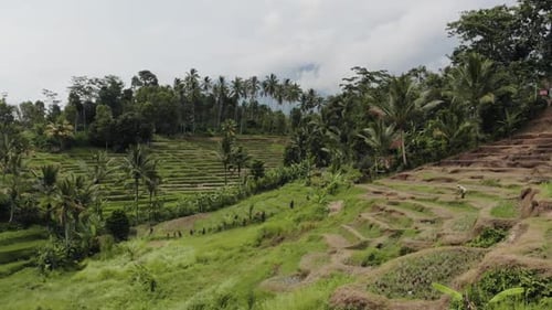 Bali - Rice Field Drone