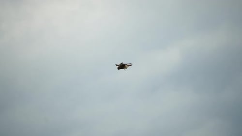 Hawk Flying in the Sky on a Cloudy Day