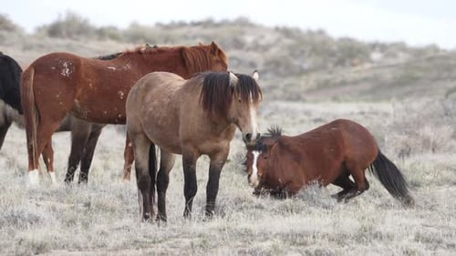 Horses from the South group of the Onaqui wild horse herd