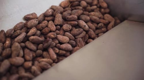 Vagens de cacau na moagem de frutas secas - de perto