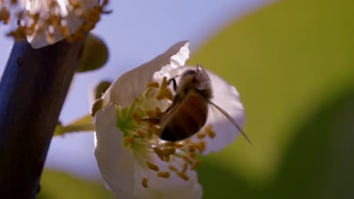 Close-up of a Bee on a White Flower