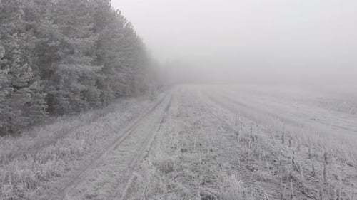 Frozen Forest Road