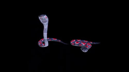 Animated Cobra Snakes Striking and Coiling Loop