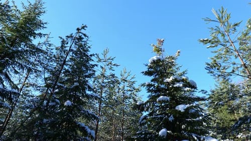 Pine trees with snow covered on winter in national park while camera is panning to left