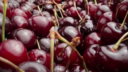 Reife rote Kirschen mit schönen glänzenden Oberflächen Reichliche Kirschenernte