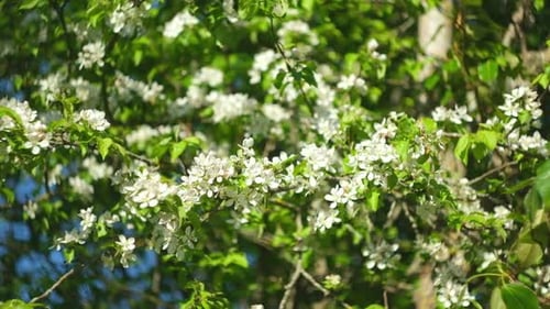 Close Up of Spring Blossom Flower on Leaves Bokeh Background