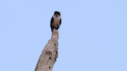 The Black-thighed Falconet is one of the smallest birds of prey found in the forests in some countri