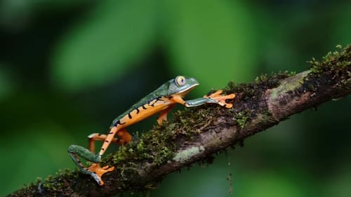 A stunning Amazon Milk Frog perches on a mossy branch.