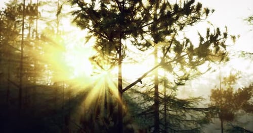 Sunlight Filters Through Trees in a Serene Forest at Dawn