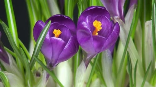Flower Blooming, Flowers Bloom