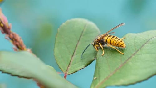 Honey Bee - 2K