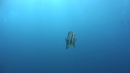 Batfish swimming in blue ocean with scuba divers in the background