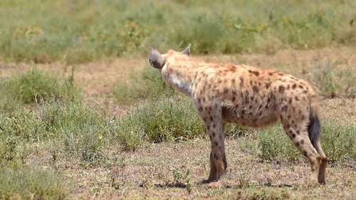Hyena in the Vast Grasslands of Tanzania - Wildlife Footage