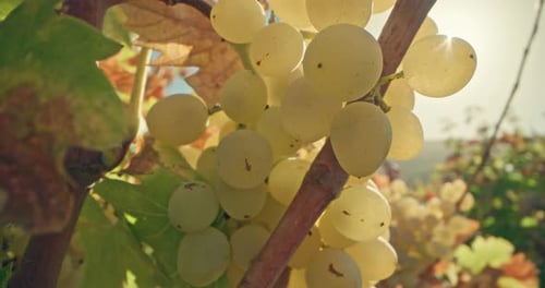 A Closeup of a Bunch of Grapes in the East of Chontsa
