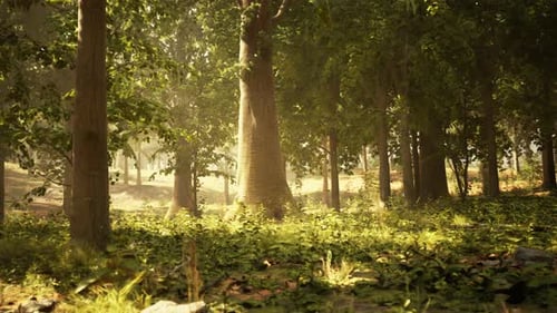 A Dense and Vibrant Forest Filled with Towering Trees and Lush Green Foliage