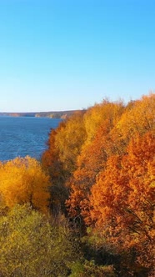 Amazing golden trees near blue lake. Beautiful autumn scenery under clear sky.