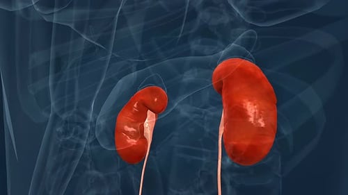 Animated Medical Illustration of Human Urinary System