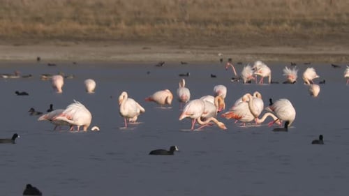 Flamingos Wading in Water on a Sunny Day