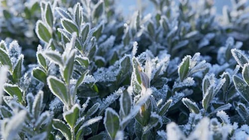 Langsame Kamerabewegung entlang gefrorener Buchsbaumblätter mit Frostmustern.
