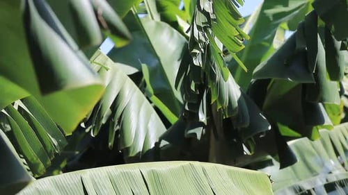 Nahaufnahme großer grüner tropischer Bananenbaumblätter, die sich bei leichtem Wind bewegen. Bananenplantagen auf Teneriffa