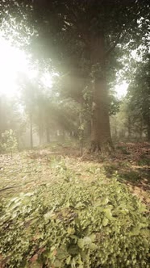 Sunlight Filtering Through Trees in a Tranquil Forest Setting at Dawn