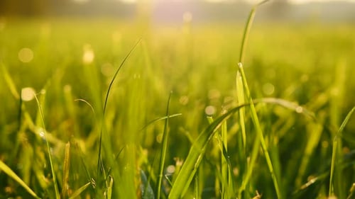 Green Grass Shines in the Morning Light