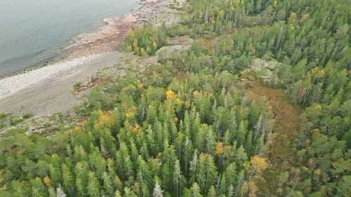 Flying Over Autumnal Treetops In Swedish Coast In Early Winter. Aerial Drone Shot