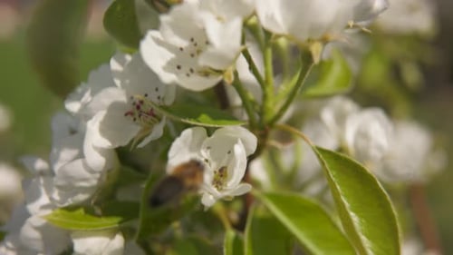 Bee is is flying near Pear blossom looking for nectar in white blossom - slight slow motion