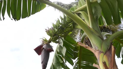 Banana tree, Bunch of small bananas