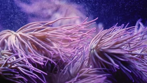 Tubedwelling Anemones Moving Gently in Aquarium Water