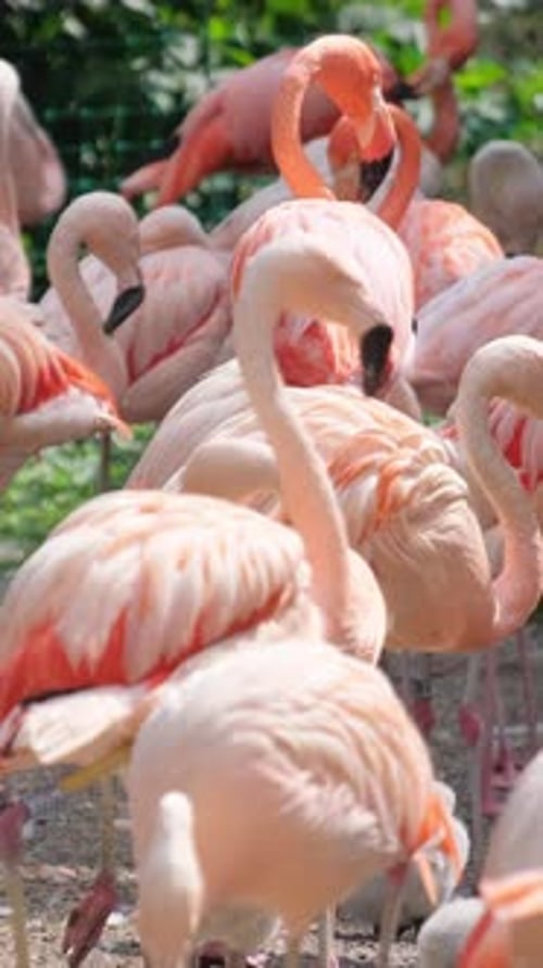 The Brightness of Greater Flamingos Roaming in the Water South Africa Vertical Video